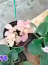 Fitonia Rosada