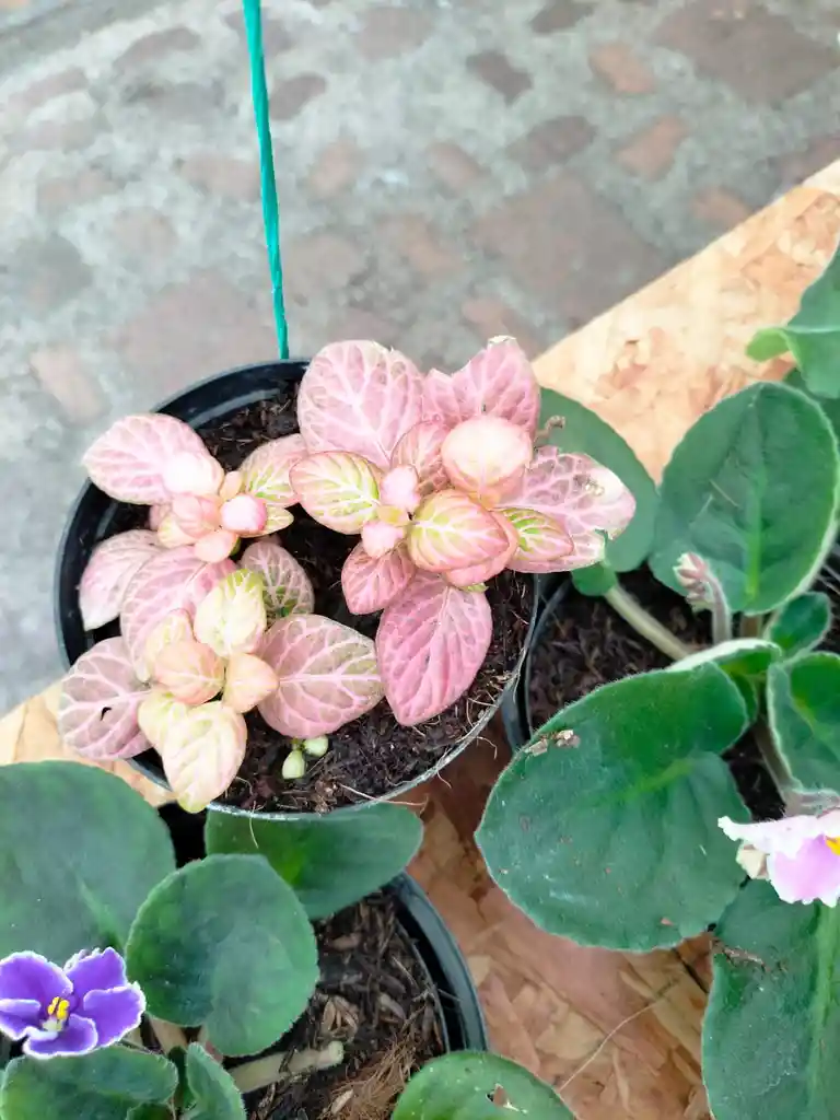 Fitonia Rosada