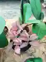 Fitonia Rosada