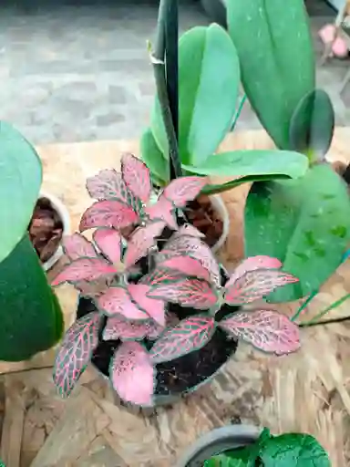 Fitonia Rosada