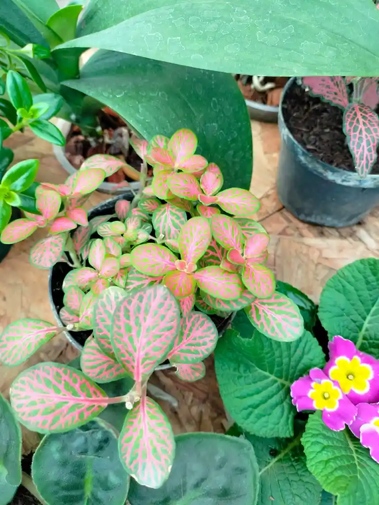 Fitonia Rosada