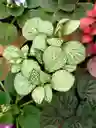 Fitonia Blanca