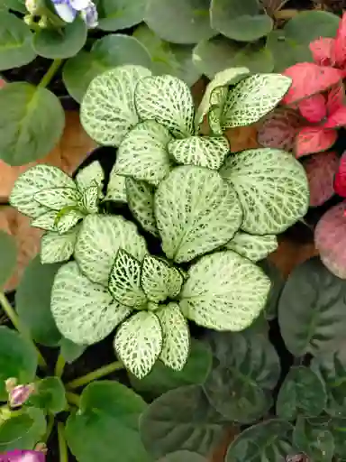 Fitonia Blanca