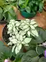 Fitonia Blanca