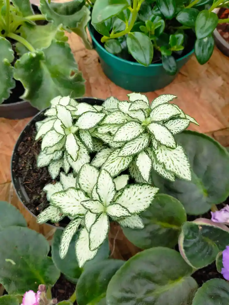 Fitonia Blanca