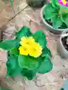 Primula
