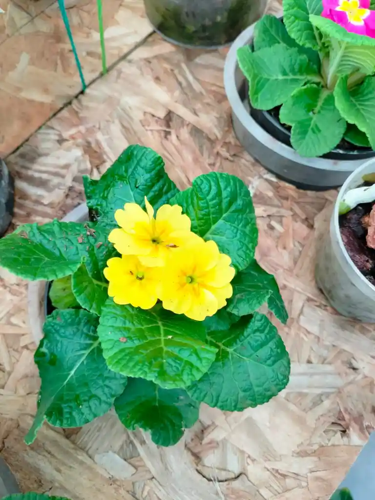 Primula
