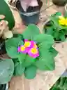 Primula
