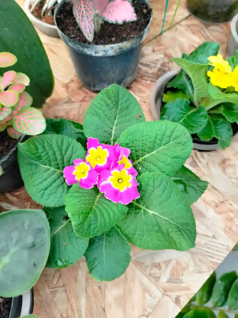 Primula