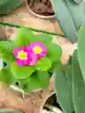 Primula
