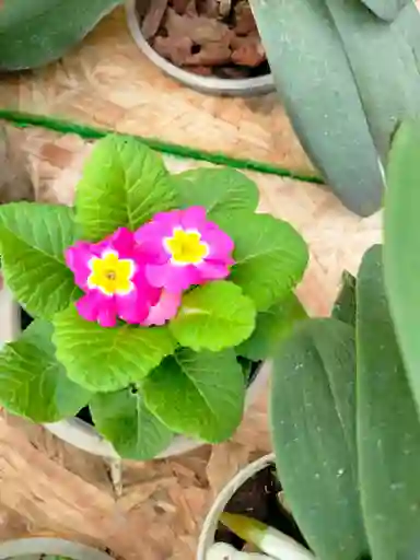 Primula