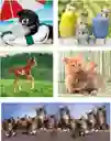 Rompecabezas 10 En 1 Amigos Animales Tiernos Para Niños