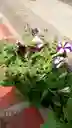 Petunia O Pudor