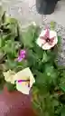 Petunia O Pudor