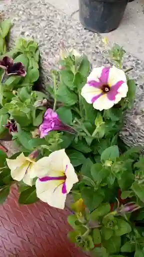 Petunia O Pudor
