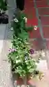 Petunia O Pudor