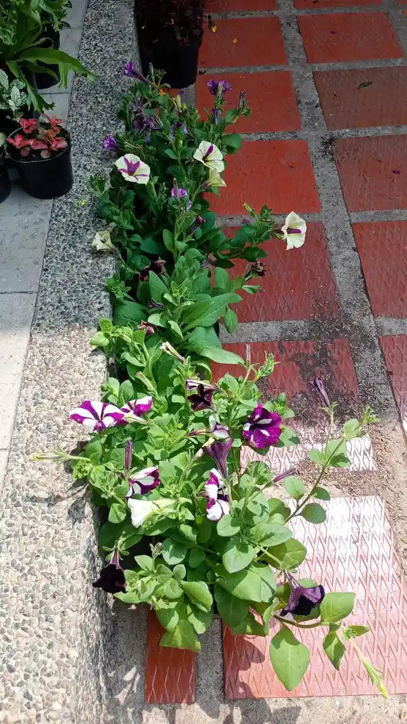 Petunia O Pudor