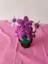 Lirios Eternos