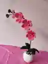Hermosas Orquideas Eternas