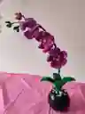 Hermosa Orquidea Eterna