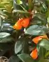 Planta Pescadito