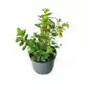 Planta Pescadito