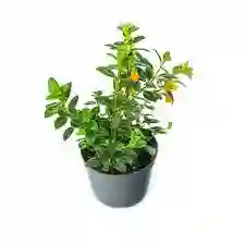 Planta Pescadito
