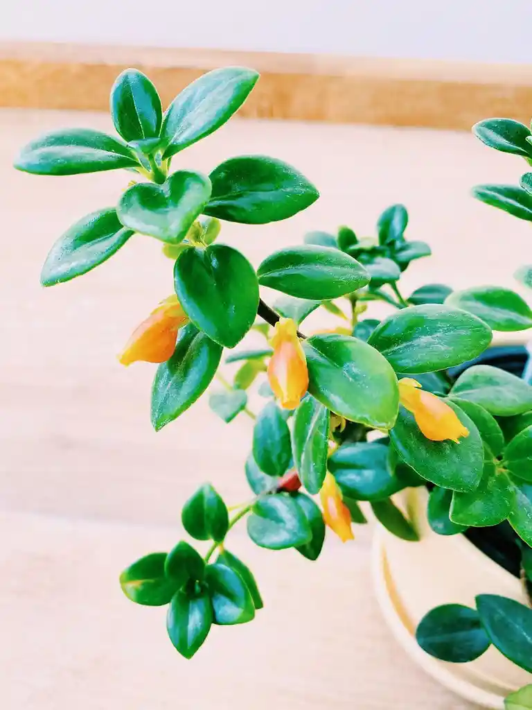 Planta Pescadito