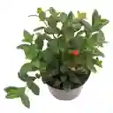 Planta Pescadito