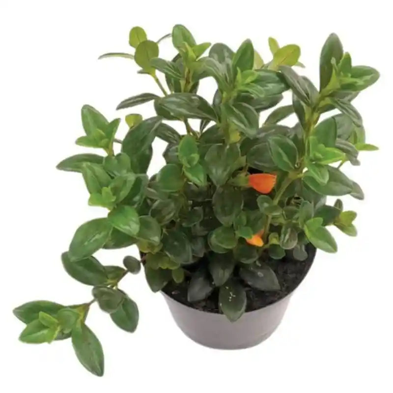 Planta Pescadito