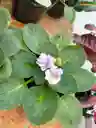 Violeta Africana Blanca