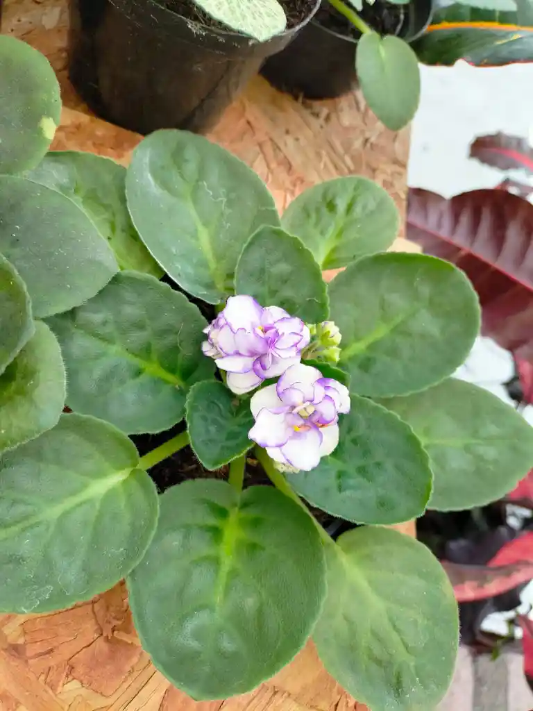 Violeta Africana Blanca