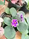 Violetas Fucsias