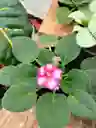 Violetas Fucsias