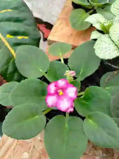 Violetas Fucsias