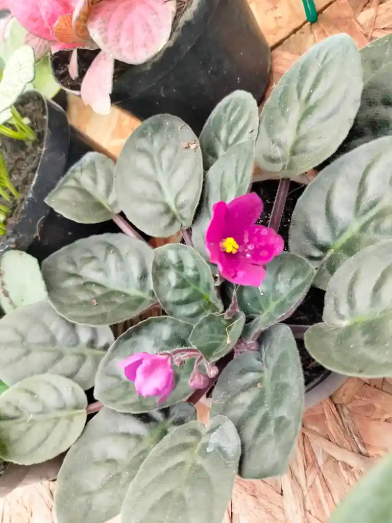 Violetas Fucsias