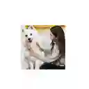 Cepillo Vapor Para Perros Gatos Peine Quita Pelo Vaporizador