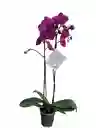 Orquídea Fucsia 2 Espigas