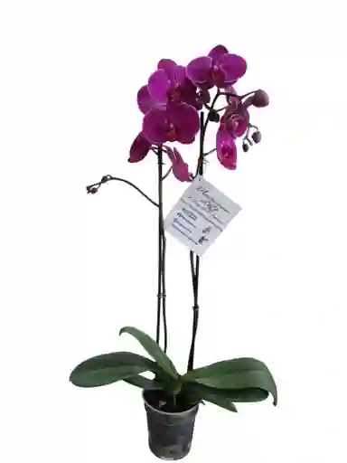 Orquídea Fucsia 2 Espigas