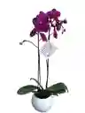 Orquídeas Fucsia 2 Espigas En Cerámica Blanca