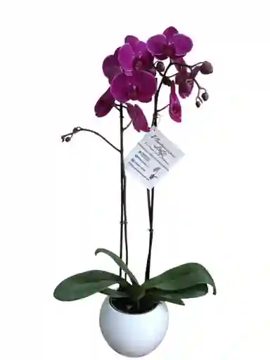 Orquídeas Fucsia 2 Espigas En Cerámica Blanca