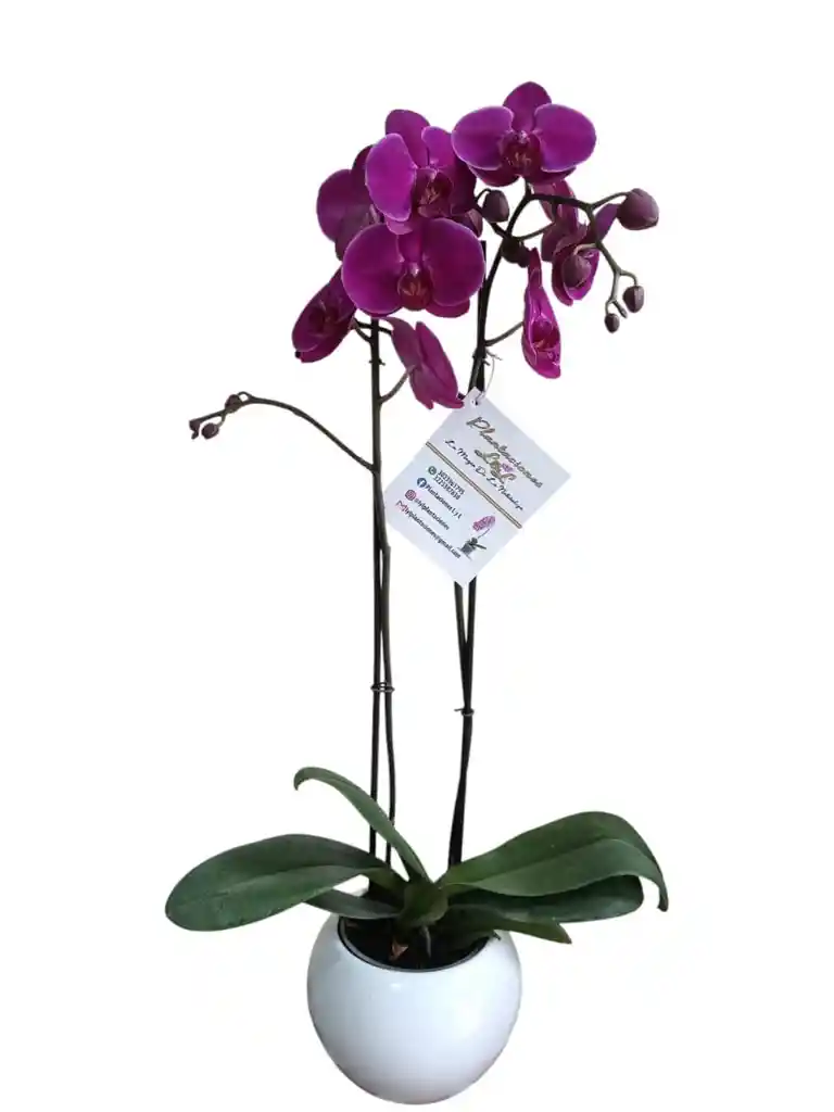 Orquídeas Fucsia 2 Espigas En Cerámica Blanca