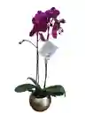 Orquídea Fucsia 2 Espigas, En Cerámica Dorada