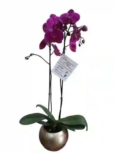 Orquídea Fucsia 2 Espigas, En Cerámica Dorada