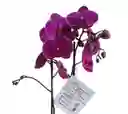 Orquídea Fucsia 2 Espigas, En Cerámica Dorada