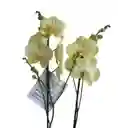 Orquídeas Amarilla Limón 2 Espigas