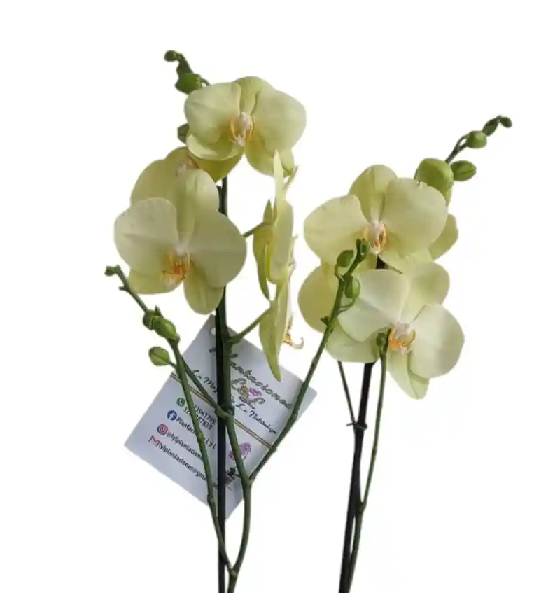 Orquídeas Amarilla Limón 2 Espigas