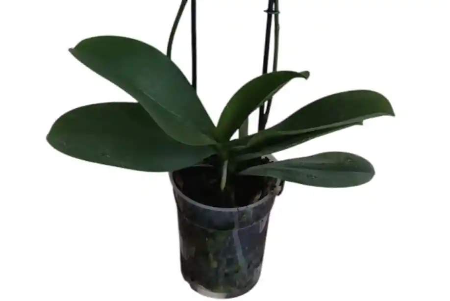 Orquídeas Amarilla Limón 2 Espigas