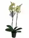 Orquídeas Amarilla Limón 2 Espigas