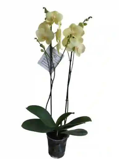Orquídeas Amarilla Limón 2 Espigas